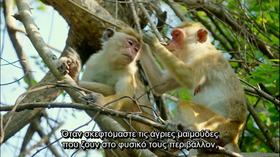 Ζώντας ανάμεσα στις μαϊμούδες